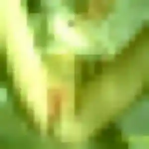 Jolie Sonia, 39 ans à Iracoubo - la contacter